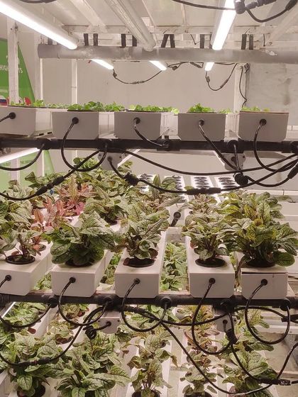 A closer look at a multi-tiered indoor hydroponic system, showcasing different types of leafy greens being cultivated.