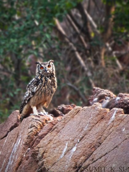 An 'owlsome' Monday sighting. This Indian Eagle Owl, perched regally on the rocks of the Aravallis, watches over its territory with inquisitive, fiery eyes.