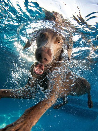 Creative Concepts: Underwater Adventures photo 26