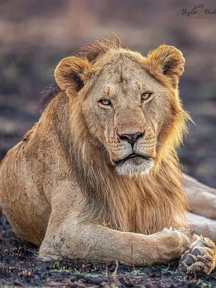 A sub-adult lion's portrait. The shallow depth of field achieved with an f/2.8 aperture isolates the subject perfectly, making its gaze the central focus of the image.