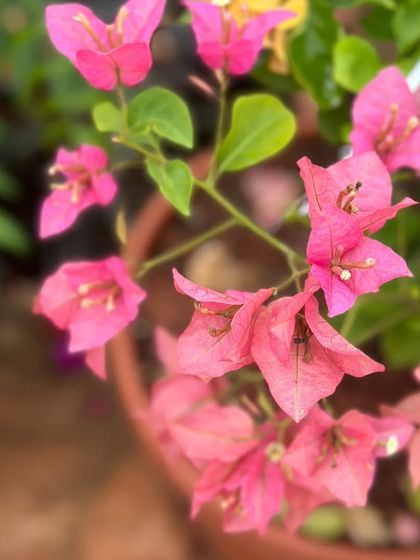 A close-up of pink Bougainvillea blooms, ready for the Sunday Soul Sante. These hardy flowers are a perfect way to start cultivating your own happiness.