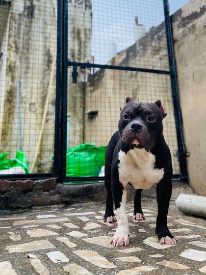 A full-body shot of Sultan in the yard, showcasing his excellent condition.