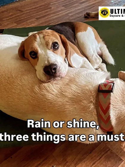 Rain or shine, three things are a must for a happy dog: good food, lots of playtime, and cozy naps. We provide all three in abundance.