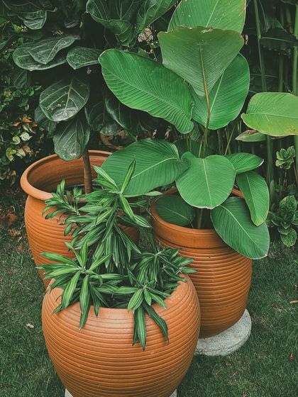 Make My Garden - Nursery & Gardening Store (Retail) Pots, Planters & Garden Decor photo 17