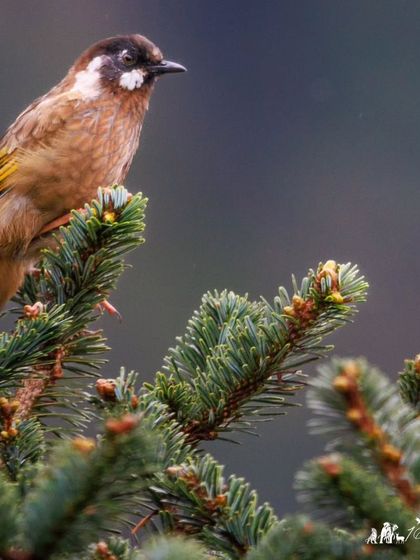 A Black-faced Laughingthrush in its typical high-altitude habitat.