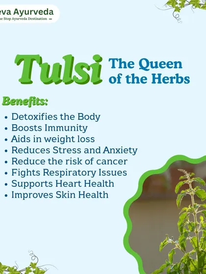 Tulsi, the "Queen of the Herbs," is a powerhouse of benefits. It detoxifies the body, boosts immunity, reduces stress, and supports both heart and skin health.