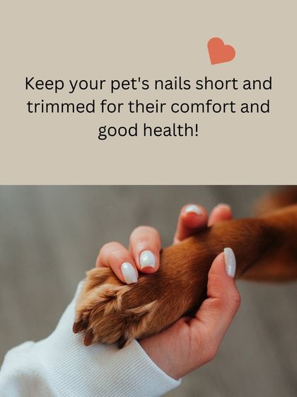 Holding your pet's paw is a sign of your bond. Keeping their nails short and trimmed is an act of love that ensures their comfort and good health.