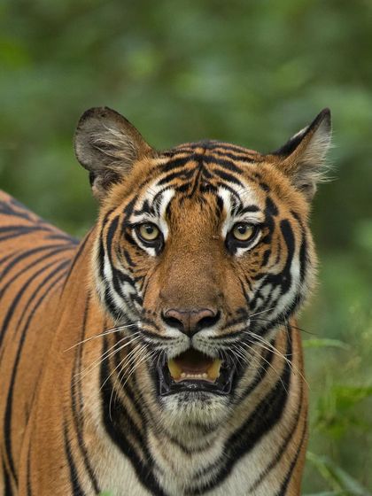A close-up portrait celebrating the intensity of a tiger's gaze. On my tours, we work on getting these frame-filling shots that capture the animal's soul.