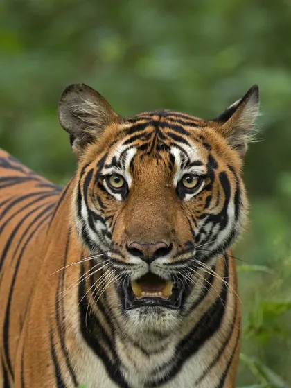 An intense close-up of a tiger's face. The direct eye contact and slightly open mouth create a powerful and engaging portrait that feels incredibly personal.