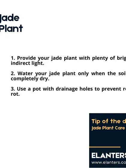 Jade Plant Care Part 1: Provide plenty of bright, indirect light and only water when the soil is completely dry. Always use a pot with drainage holes to prevent root rot.