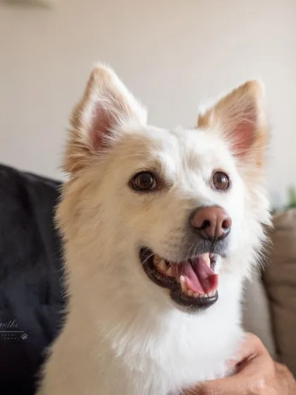 Meet Snowy, a shy but sweet indie-pom mix, captured beautifully in her home environment where she feels most comfortable and safe.
