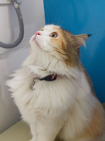 Sammy's Nest - Home Boarding for Small Pets Happy Cats: Our Boarding Guests photo 13