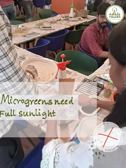 A common misconception is that microgreens need full sunlight. I teach participants that they thrive in indirect light, making them perfect for windowsills.