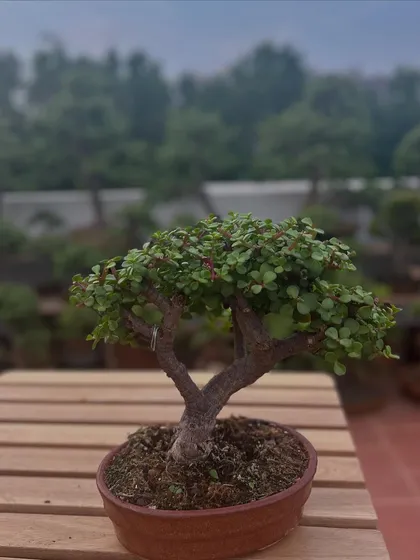 This small Jade plant in a ceramic pot is perfect for beginners. It's a low-maintenance succulent that brings a touch of green and prosperity to any desktop or shelf.