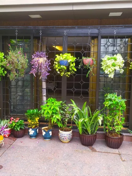 This is a wider view of the hanging garden setup. It shows how you can fill the space in front of a window with a variety of plants, creating a beautiful screen of nature.