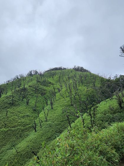 The unique landscape of Dzukou Valley, with its green hills dotted with burnt trees from a past forest fire, creating a starkly beautiful contrast.
