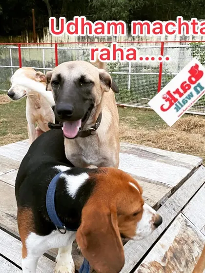 The mischief continues. The pack grows as more friends join the fun on the agility ramp.