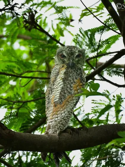 A Mottled Wood Owl, one of nature's best pest controllers. Their silent flight and sharp hearing make them incredibly effective hunters, playing a vital role in the ecosystem.