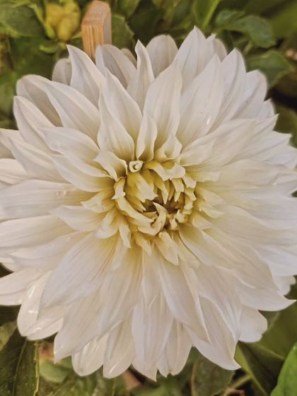 A magnificent white Dahlia in full bloom. The layers of petals are so perfectly arranged, a true masterpiece of nature.