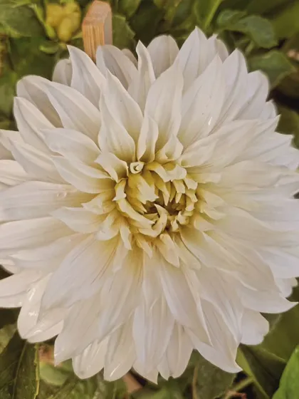 A magnificent white Dahlia in full bloom. The layers of petals are so perfectly arranged, a true masterpiece of nature.