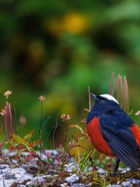 Guided Birding & Photography Tours