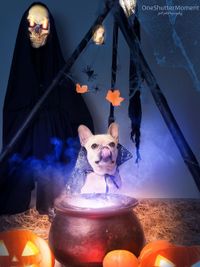 Themed & Special Occasion Pet Photography