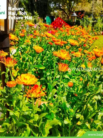 A garden bed full of Calendulas next to a lamp post, showing how our planting designs work with existing landscape features.