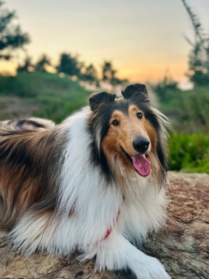 Tulsa Dog Trainer - Immersive Board & Train Programs Board & Train Graduates photo 11