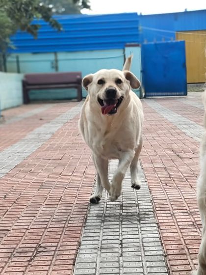 This happy Labrador is running as fast as he can, with nothing but wind in his face.