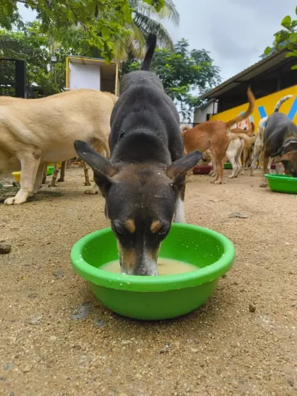 A close-up of a dog drinking his broth. Every meal is a lifeline, giving strength to dogs who have faced cruelty, abandonment, and neglect.