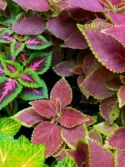 We stock a gorgeous selection of colourful Coleus varieties. With their intricate patterns and shades of pink, green, and burgundy, they are perfect for adding texture and life to garden beds and containers.