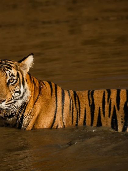 A tiger seeking relief from the heat is a classic jungle scene. This series from Kabini shows the Magge female enjoying a summer evening in a waterhole, the golden light catching her fur beautifully.