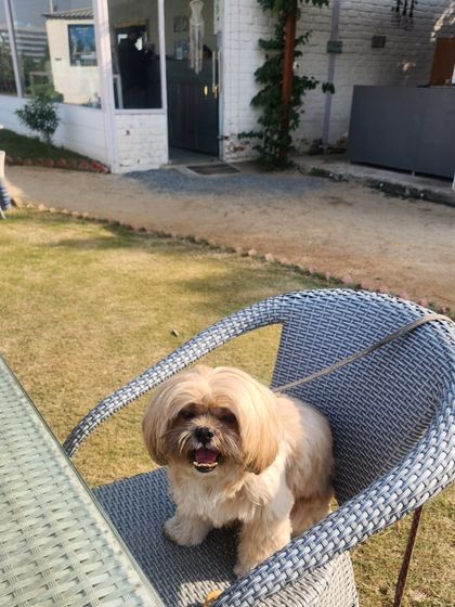 A Paw-fect Day Out photo 4