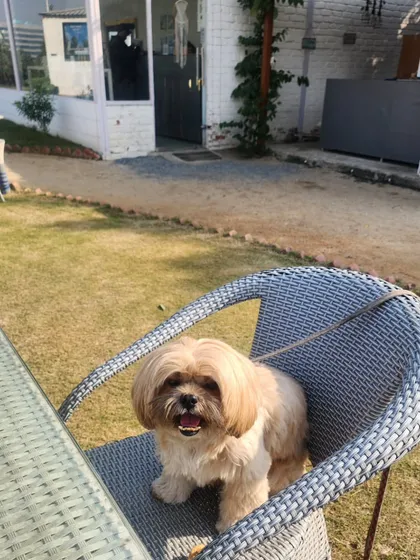 Even our chairs are pet-approved. This happy dog is making itself right at home at our outdoor cafe.