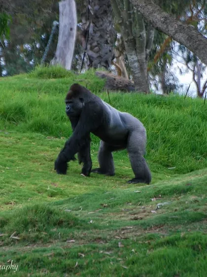 A Silverback Gorilla at the Royal Melbourne Zoo. While I dream of seeing one in the wild, this image is a powerful reminder of the majesty of these primates and fuels my passion for conservation and seeing animals in their natural habitats.