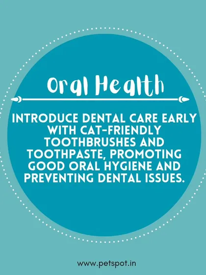 Cat Grooming Tip: Oral Health. It's important to introduce dental care early with cat-friendly toothbrushes and toothpaste to promote good oral hygiene and prevent future issues.