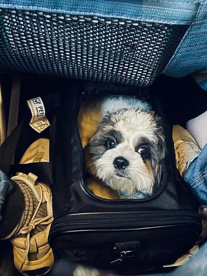 Mogli, peeking out from his in-cabin carrier during his flight to the USA. He was a perfect little passenger.