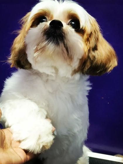 Bengaluru Pet Company - Pet Grooming Our Happy Clients photo 15