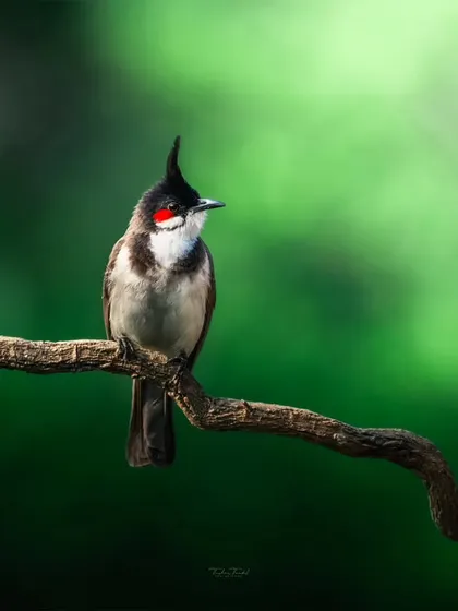 A Red-whiskered Bulbul perches on a branch, its striking red cheek patch and jaunty crest on full display. These birds are a vibrant presence, even in urban jungles.