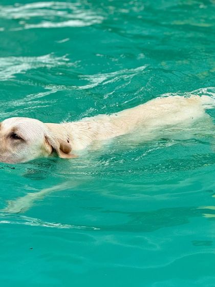 The Pawsome Camp - Dog Daycare & Boarding Splash Zone: Our Pooch Pool photo 18
