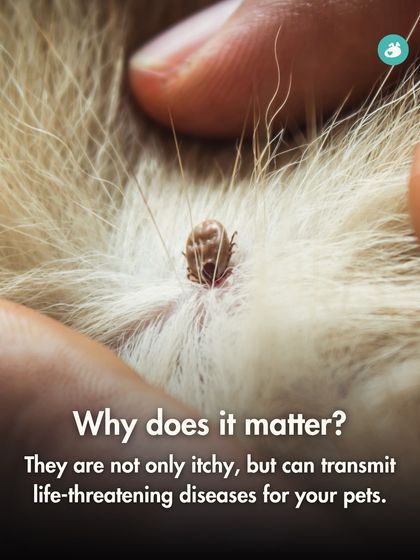 The Pack - Pet Parent Education & Workshops Your Dog's Health & Wellness photo 3