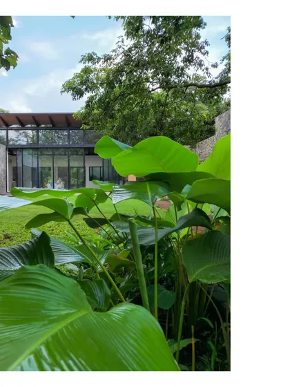 A view of the 'House in a Grove' through giant elephant ear plants. The landscape is not just a setting but an integral part of the living experience.