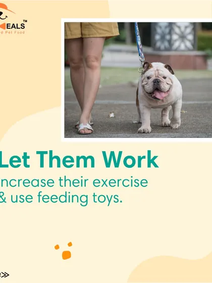 This collection of infographics and product shots provides a comprehensive guide to understanding, preventing, and managing dog obesity with my specialized diet plans and responsible treating tips.