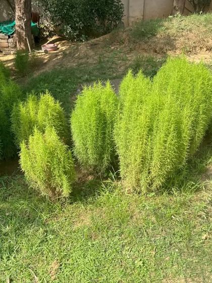 These feathery Kochia plants, also known as summer cypress, are perfect for creating soft, bright green mounds in a garden bed. We use them to add unique texture and form to our landscape designs.