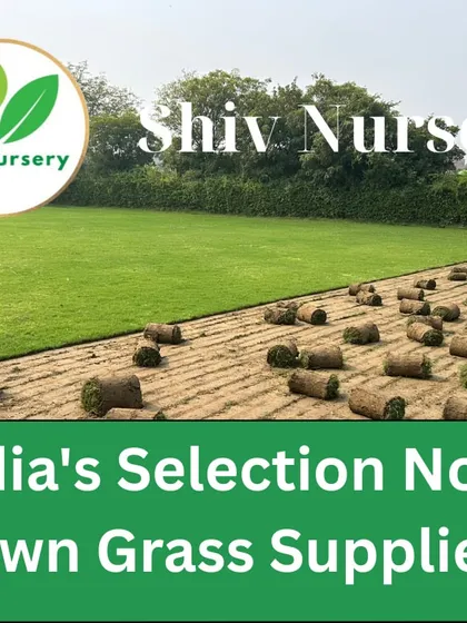 Another view of the Selection No. 1 grass being harvested. It's a top-tier choice for luxury homes, hotels, and corporate campuses.