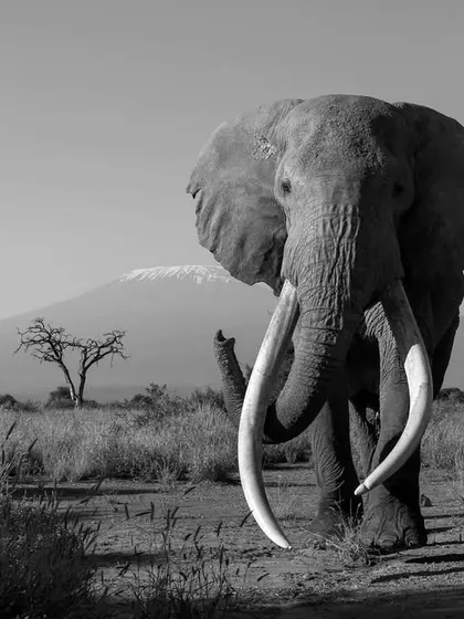 This is Craig, one of Africa's last great tuskers, standing before the mighty Mount Kilimanjaro. On my African expeditions, we don't just see animals; we witness living legends in landscapes that have remained unchanged for millennia.