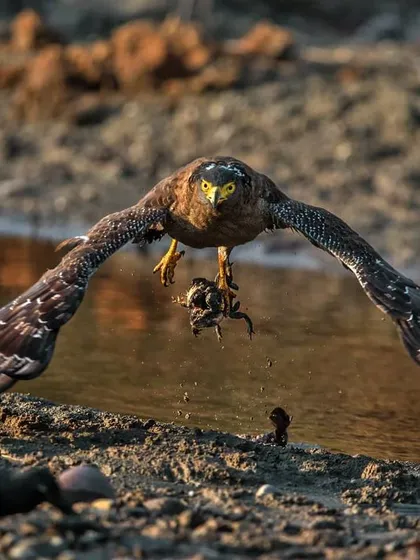 The law of the jungle is swift and absolute. I captured this Crested Serpent Eagle in flight at Rajaji National Park, a live toad in its talons. Capturing such raw, decisive moments of survival helps me narrate the unfiltered truth of the wild in my photo-essays.