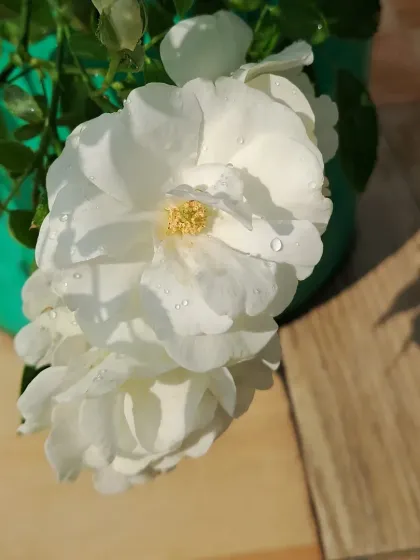 Bhardwaj - Urban Gardening Consultation A Riot of Colorful Flowers photo 128