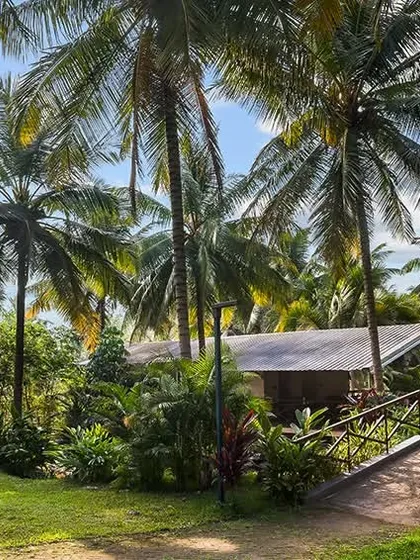 A beautiful resort cottage surrounded by towering palm trees and tropical foliage. This image perfectly captures the feeling of a secluded, natural paradise, inviting guests to unwind and explore.