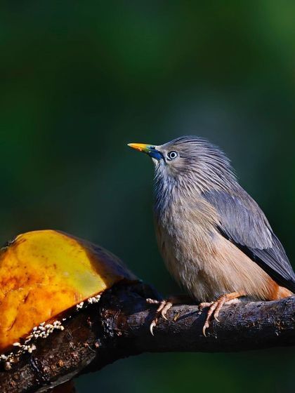 A Chestnut-tailed Starling is perched next to a piece of papaya, ready to feast. This shot documents the bird's feeding habits and diet.